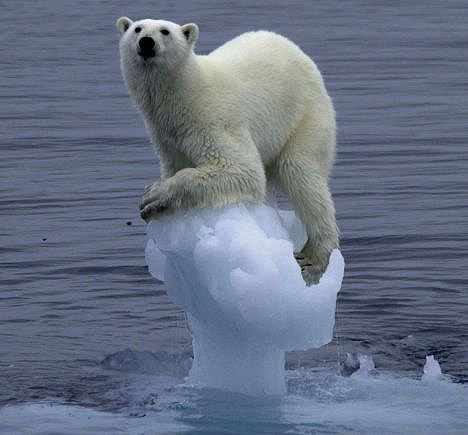 Polar bear clinging to iceberg