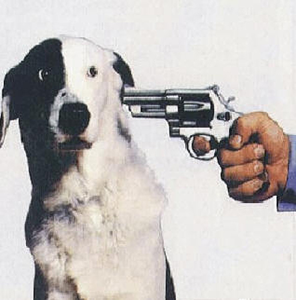 Shoot this dog